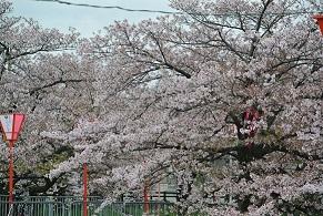 桜が満開に咲いている写真