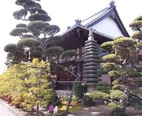 西蓮寺の周りに植えられた松の木が奇麗に手入れされている写真