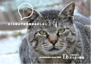 さくら耳をした猫の写真