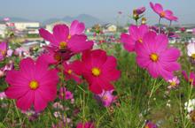 鮮やかなピンク色の花弁のコスモスが咲いている写真
