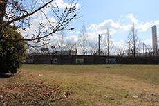 芝生が広がる広場の奥に等間隔に植えられた木が見える曙公園の写真