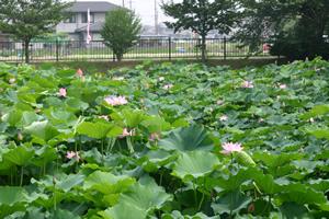 緑の葉が生い茂る中に、ピンクの蓮の花が咲いている奥田蓮池公園の写真