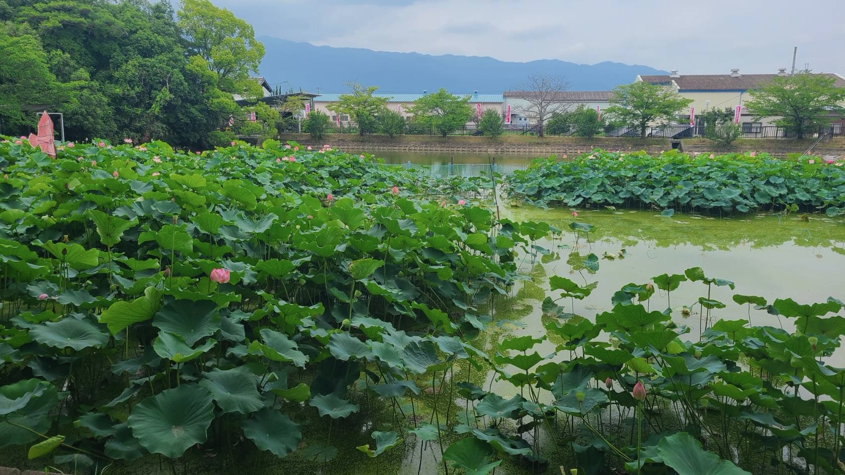 6月30日蓮開花状況