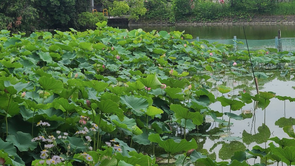 6月16日蓮開花状況