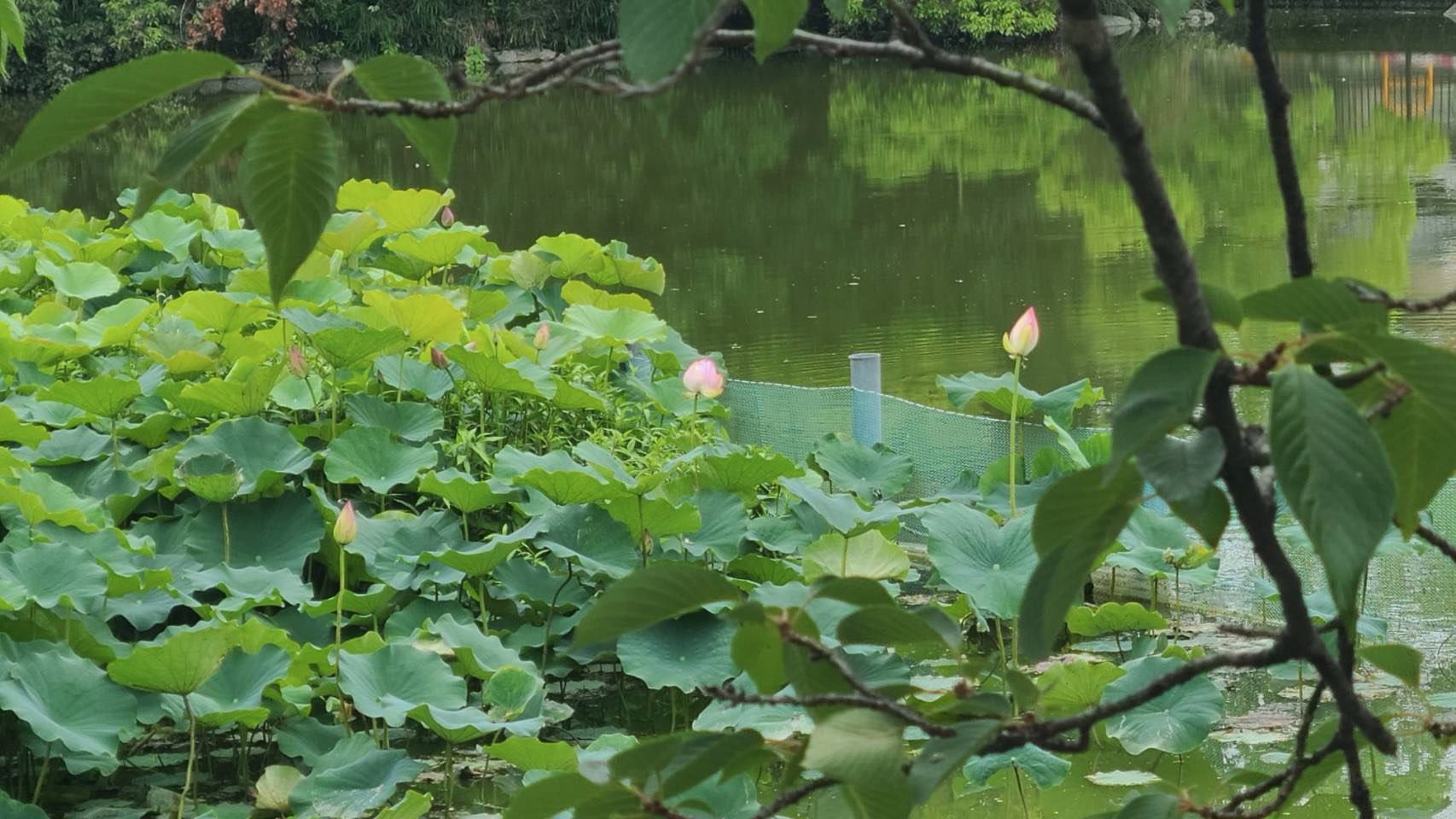 6月16日蓮開花状況2