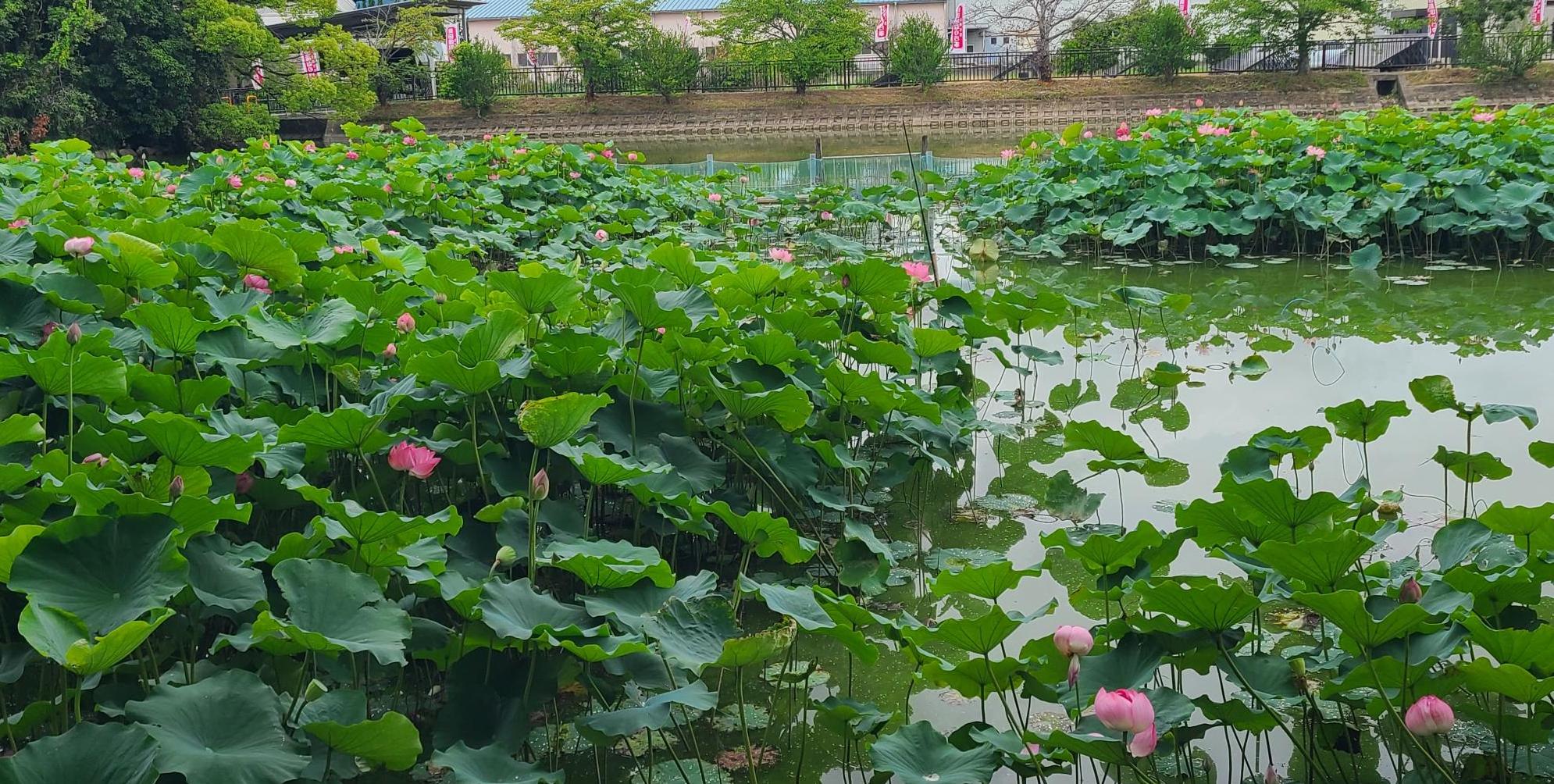 蓮の花開花状況6月23日