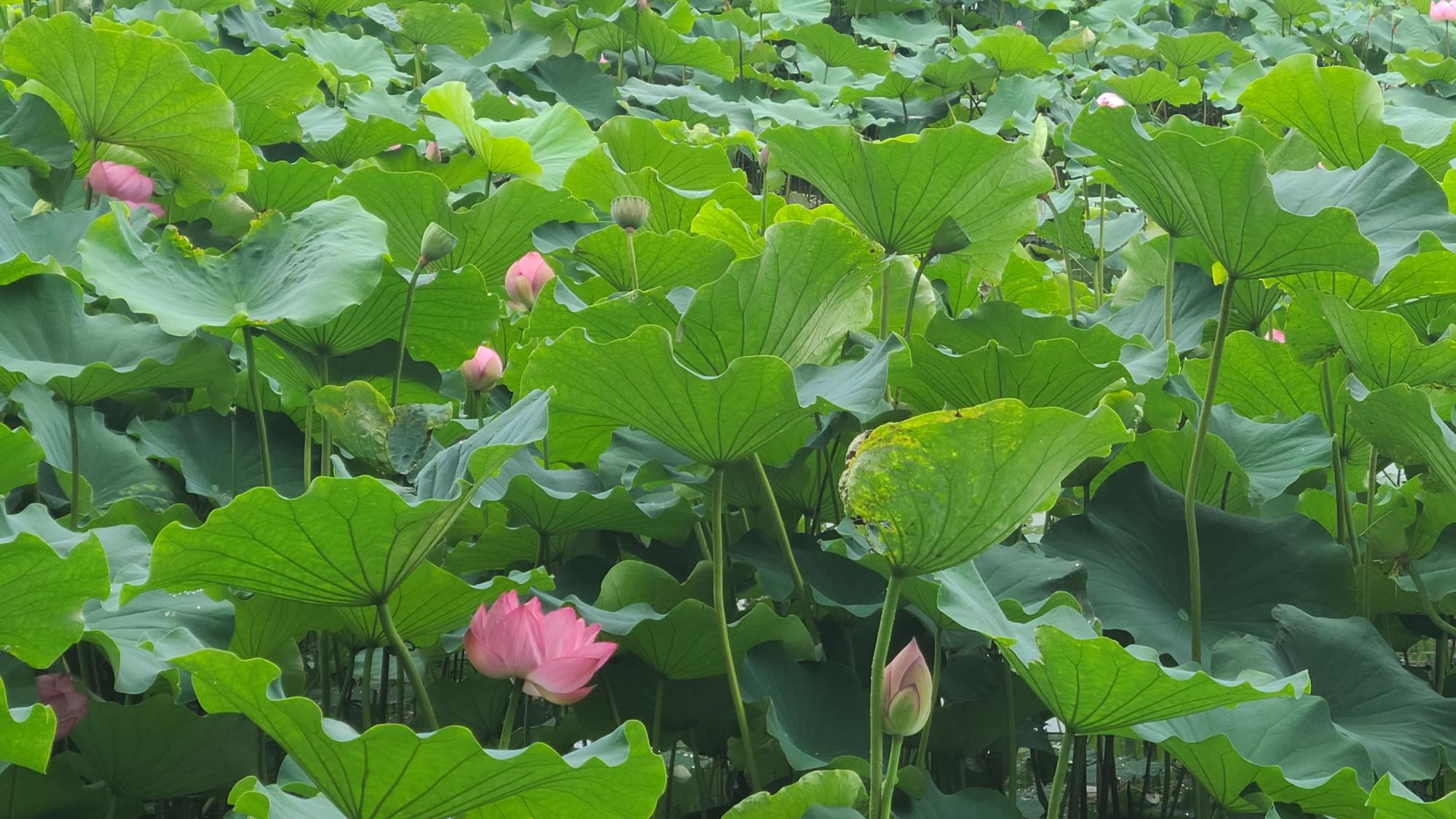 蓮の花開花状況6月23日(2)