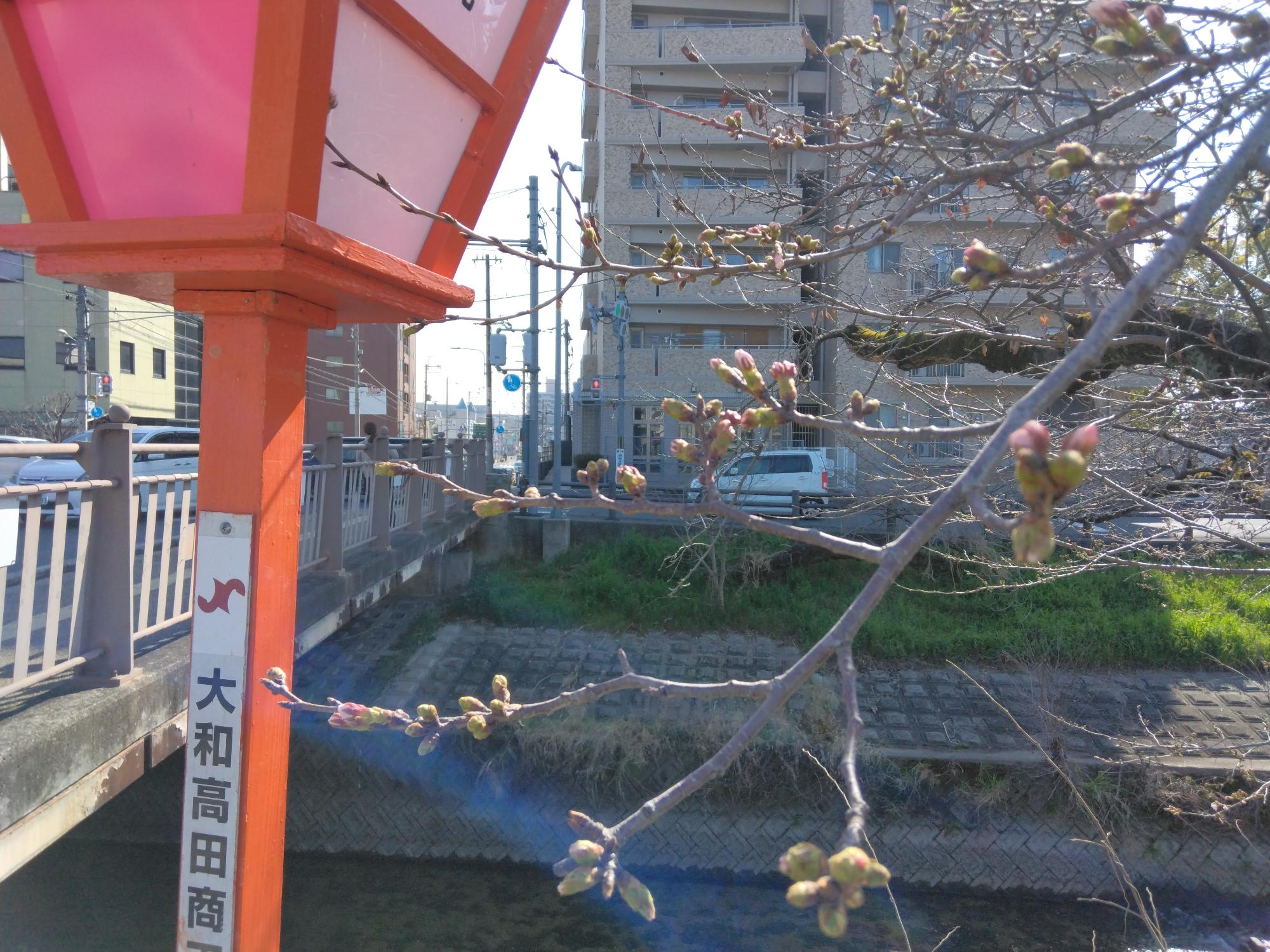 千本桜のつぼみが膨らんできました。