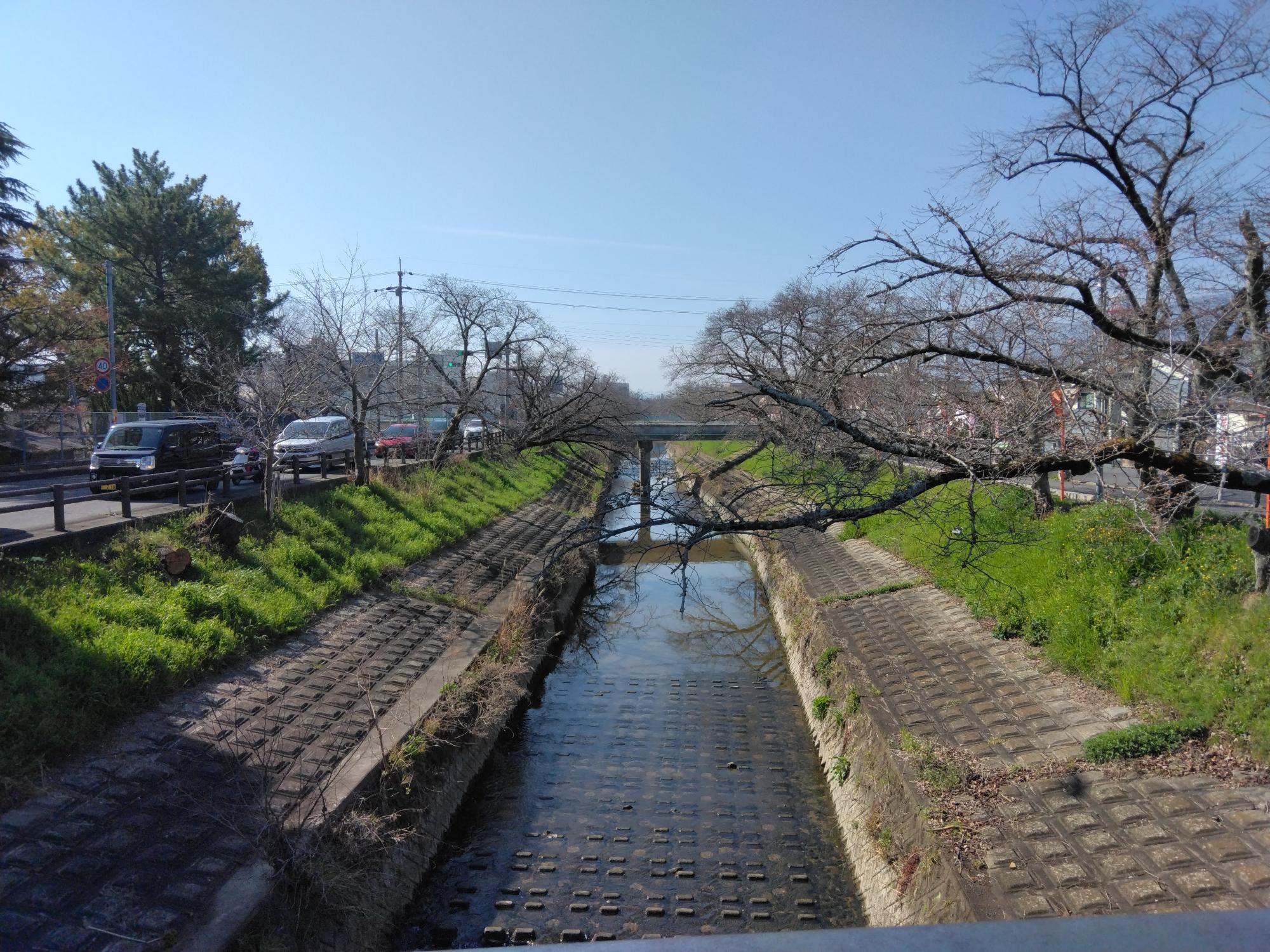 千本桜のつぼみは膨らんできましたが、開花はしていません。