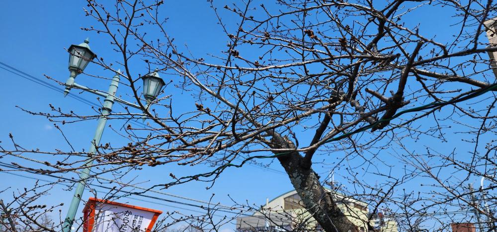 桜のつぼみの写真