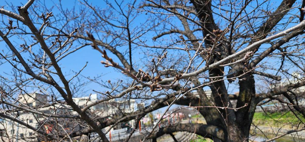 桜のつぼみの写真