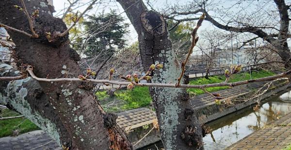 桜の木のつぼみの様子
