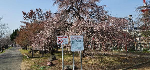 大中公園内の開花している枝垂桜