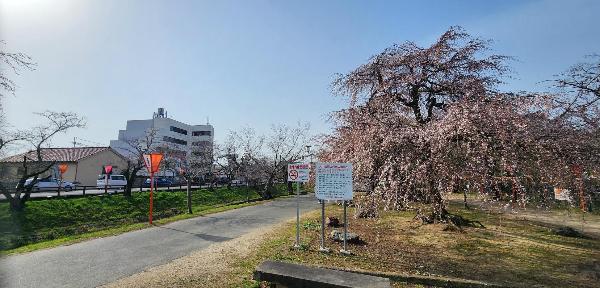 大中公園内の様子 左の川沿いの桜はつぼみで、右の枝垂れ桜は開花している