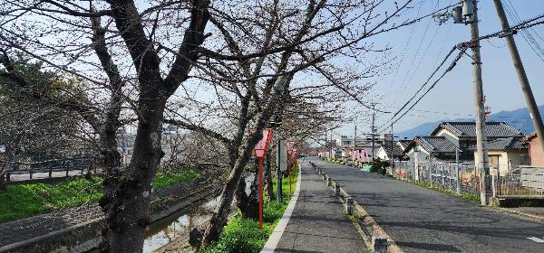 高田川沿いの桜並木の様子