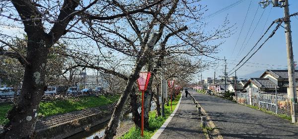 高田川沿いの桜並木