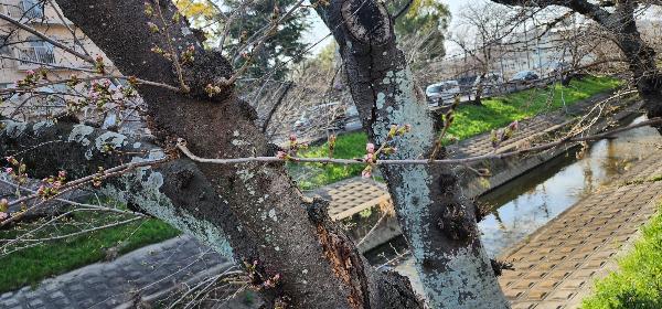 桜の木のつぼみの様子
