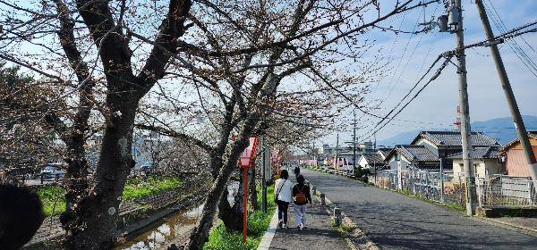 桜並木の様子
