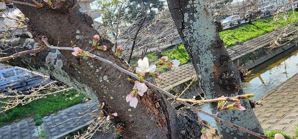 桜の木のつぼみの様子