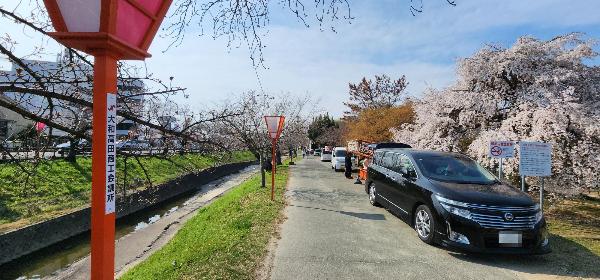 右側にシダレザクラが咲いており、左側に川が流れている大中公園内の様子