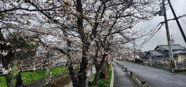 桜並木の様子