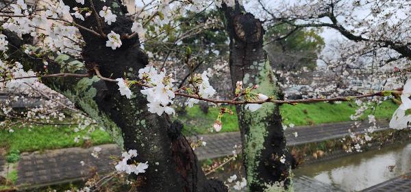 桜の木の花の様子