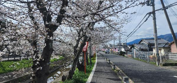 桜並木の様子