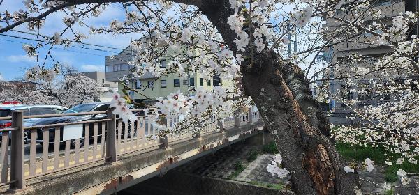 桜の木の花の様子