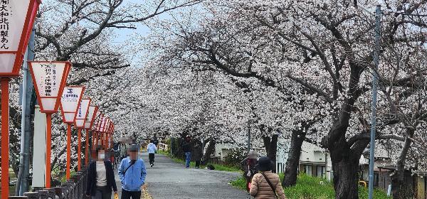 両サイドに桜の木があって6割程度咲いている桜並木の様子