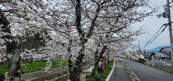 桜並木の様子