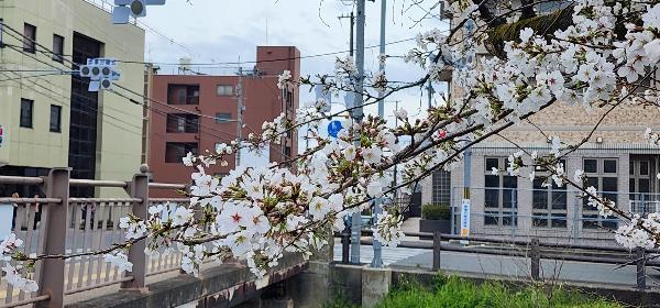 桜の木の花の様子