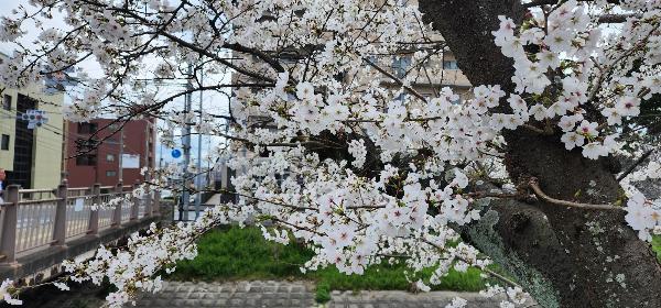 桜の木の花の様子