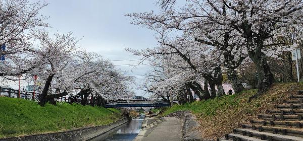 高田川が真ん中に流れていて両サイドに桜並木が続いている様子