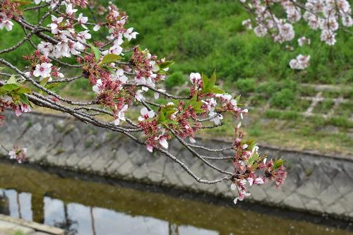 葉桜のようす