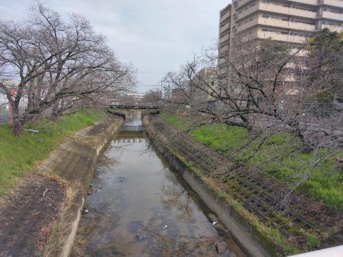 開花前の千本桜の写真です。