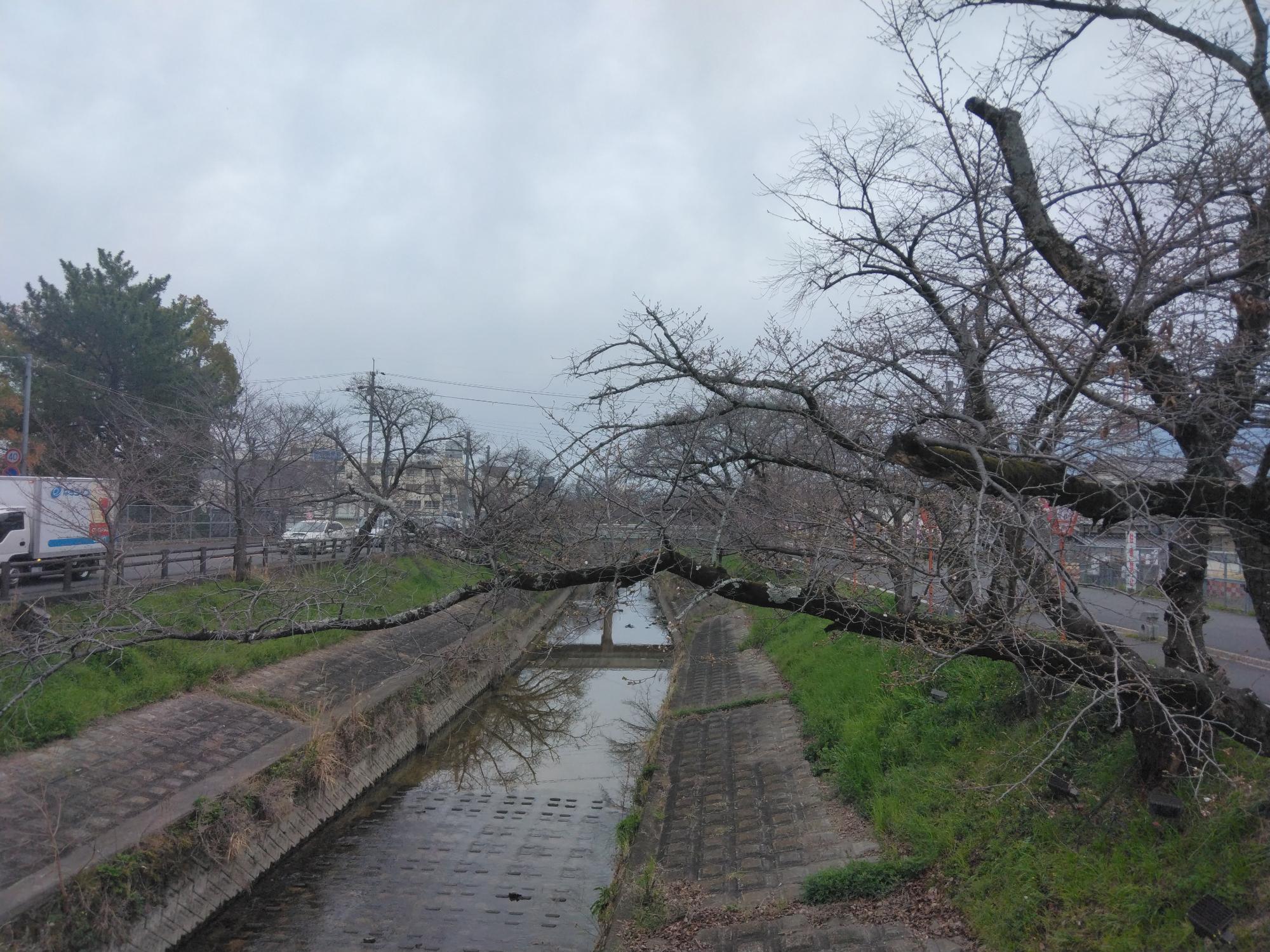 千本桜が開花しました。