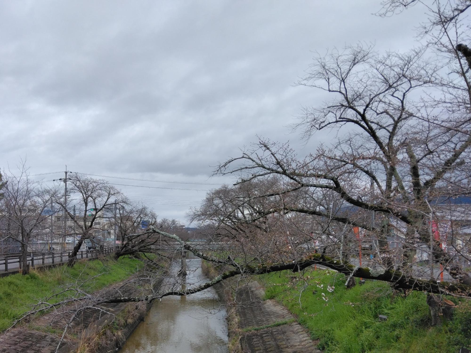 まだつぼみです