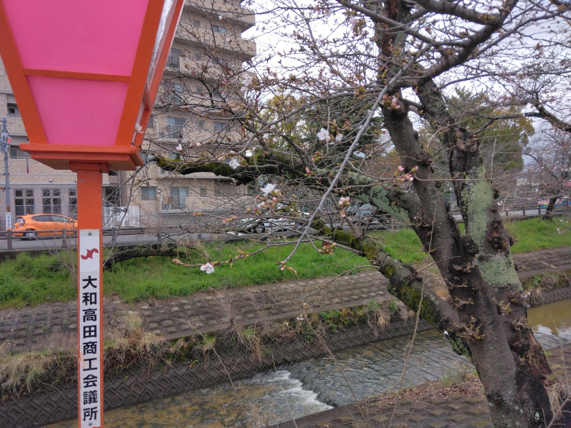 まだつぼみです