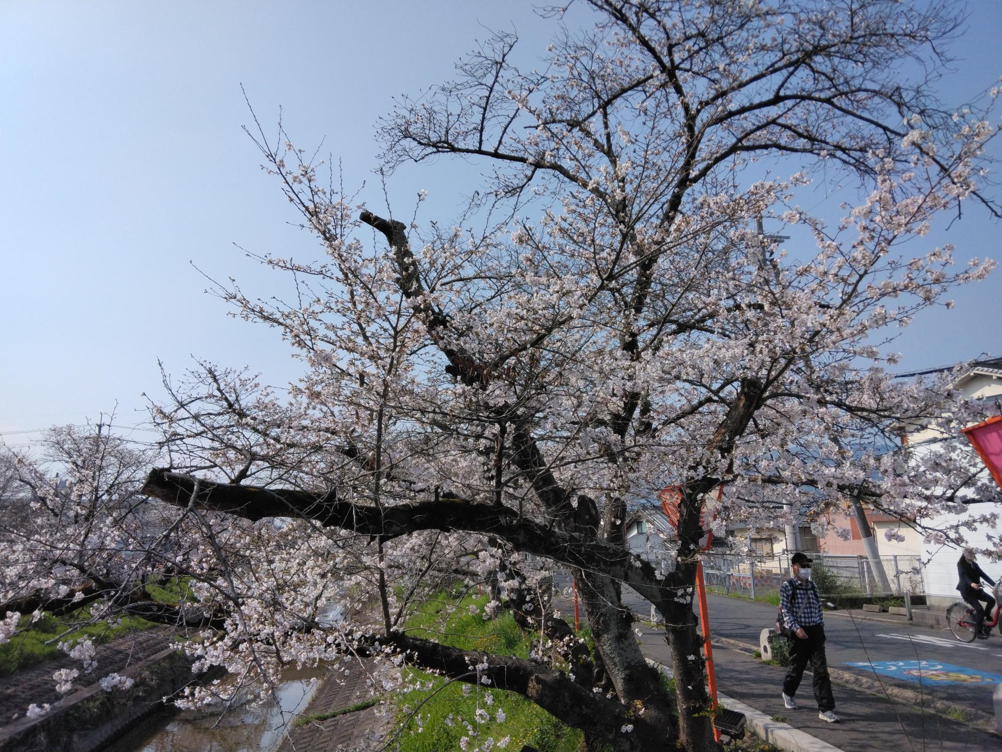 気温も上がり5~5分咲きになりました
