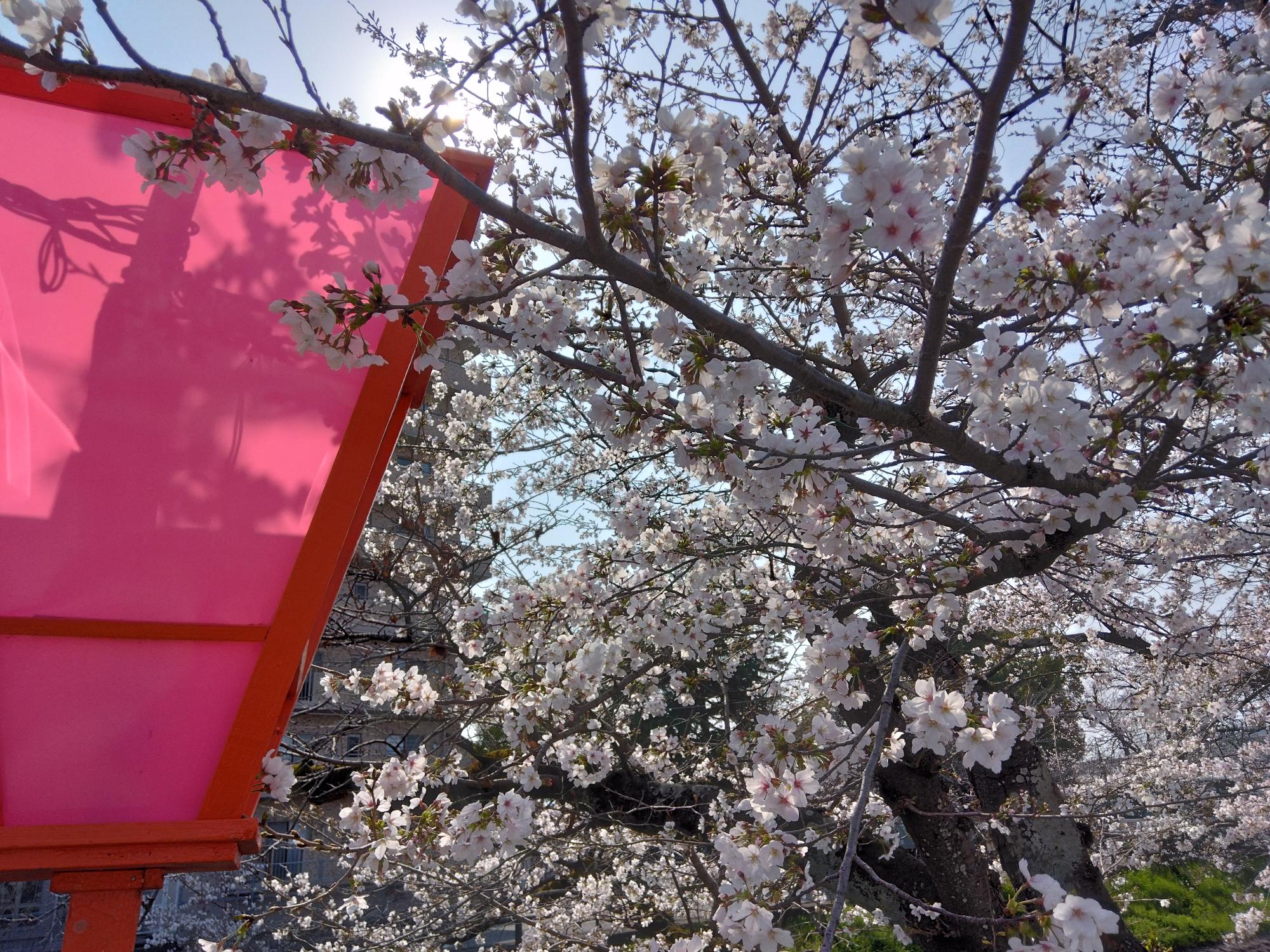 気温も上がり、5~7分咲きになりました