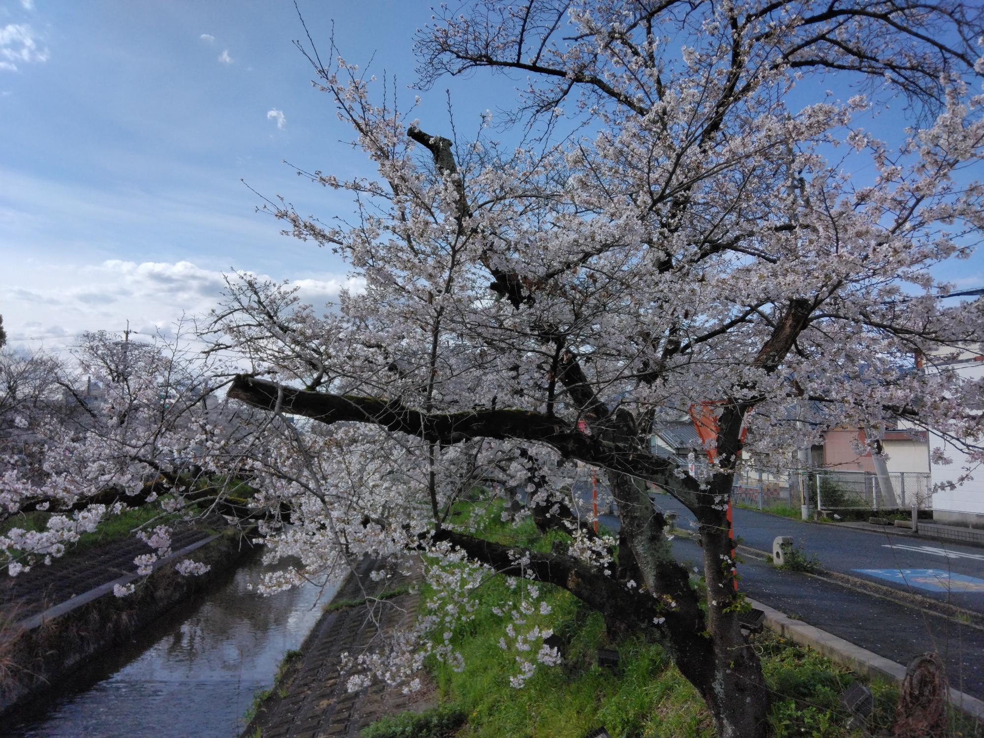 昨夜から明け方は雨が降りましたが、開花は進み7~8分咲になりました