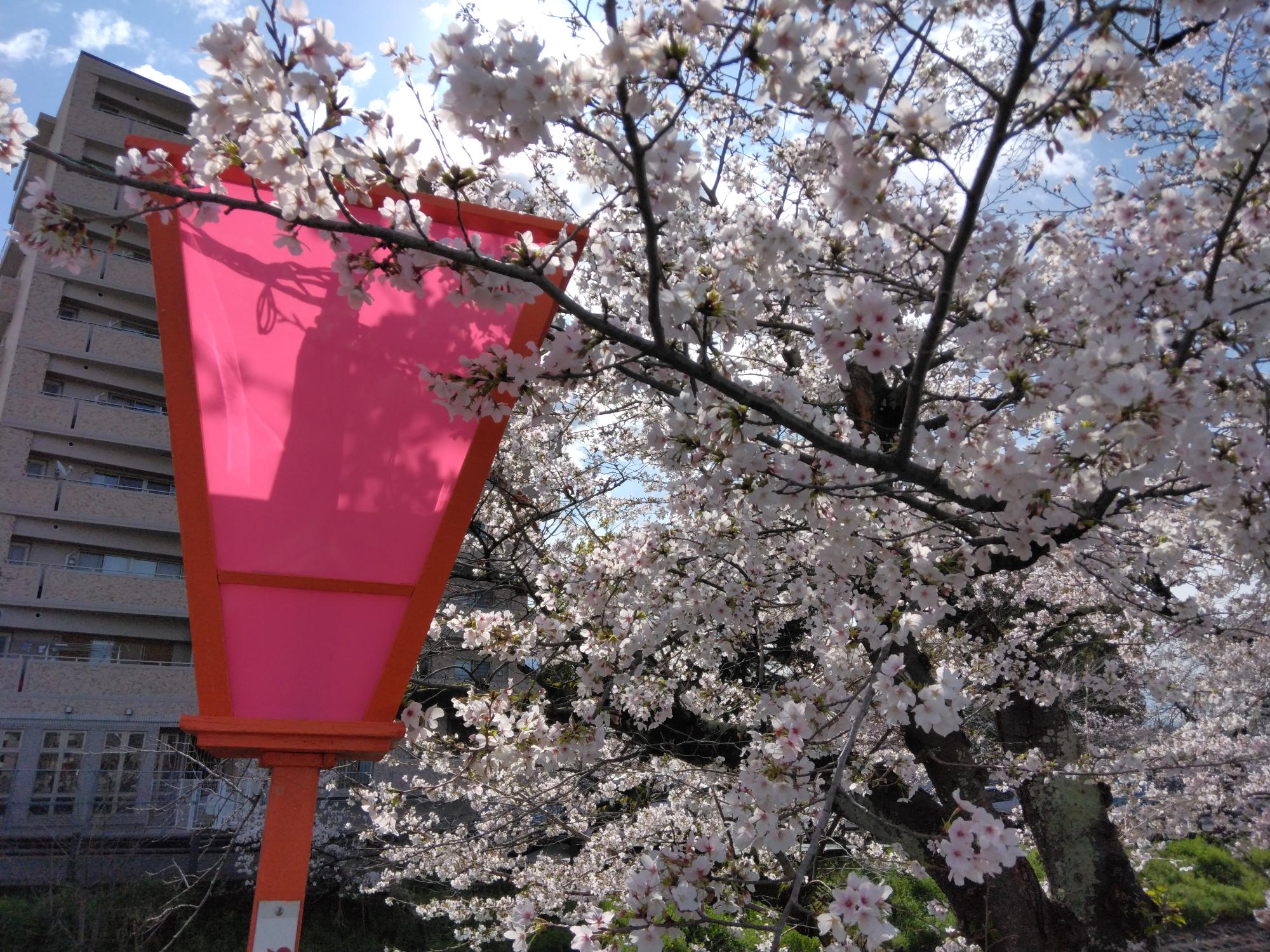 昨夜~明け方は、雨でしたが、開花は進み7~8分咲になりました