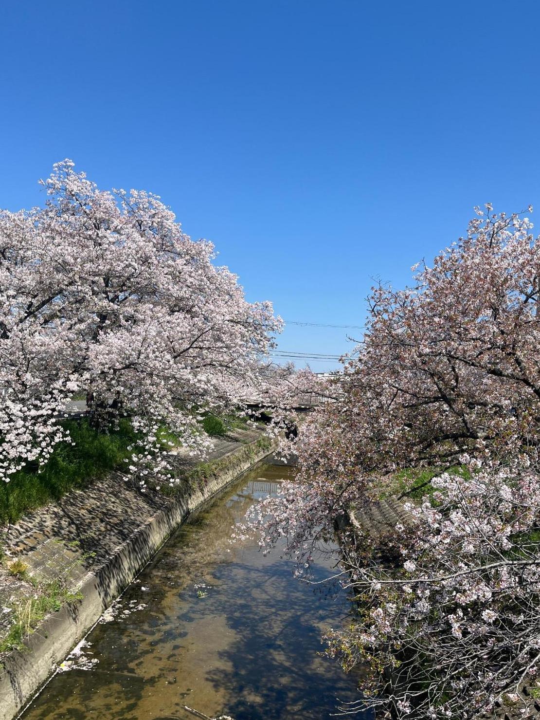 高田川沿いに咲く桜。散り始めて葉桜が目立っています。