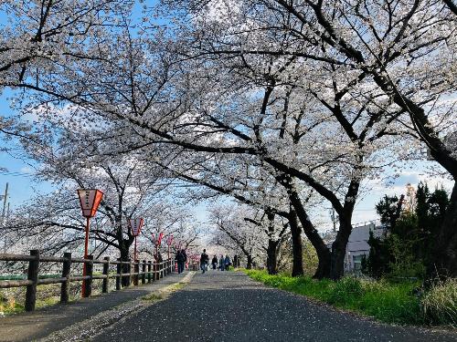 市立病院横の高田千本桜写真