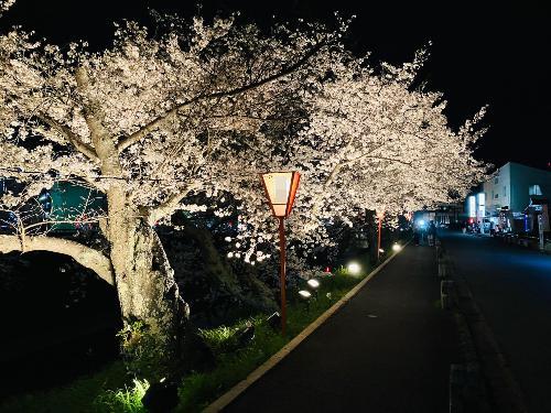 高田千本桜ライトアップ写真