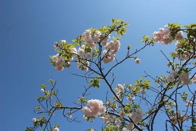 大中公園内に咲いている八重桜