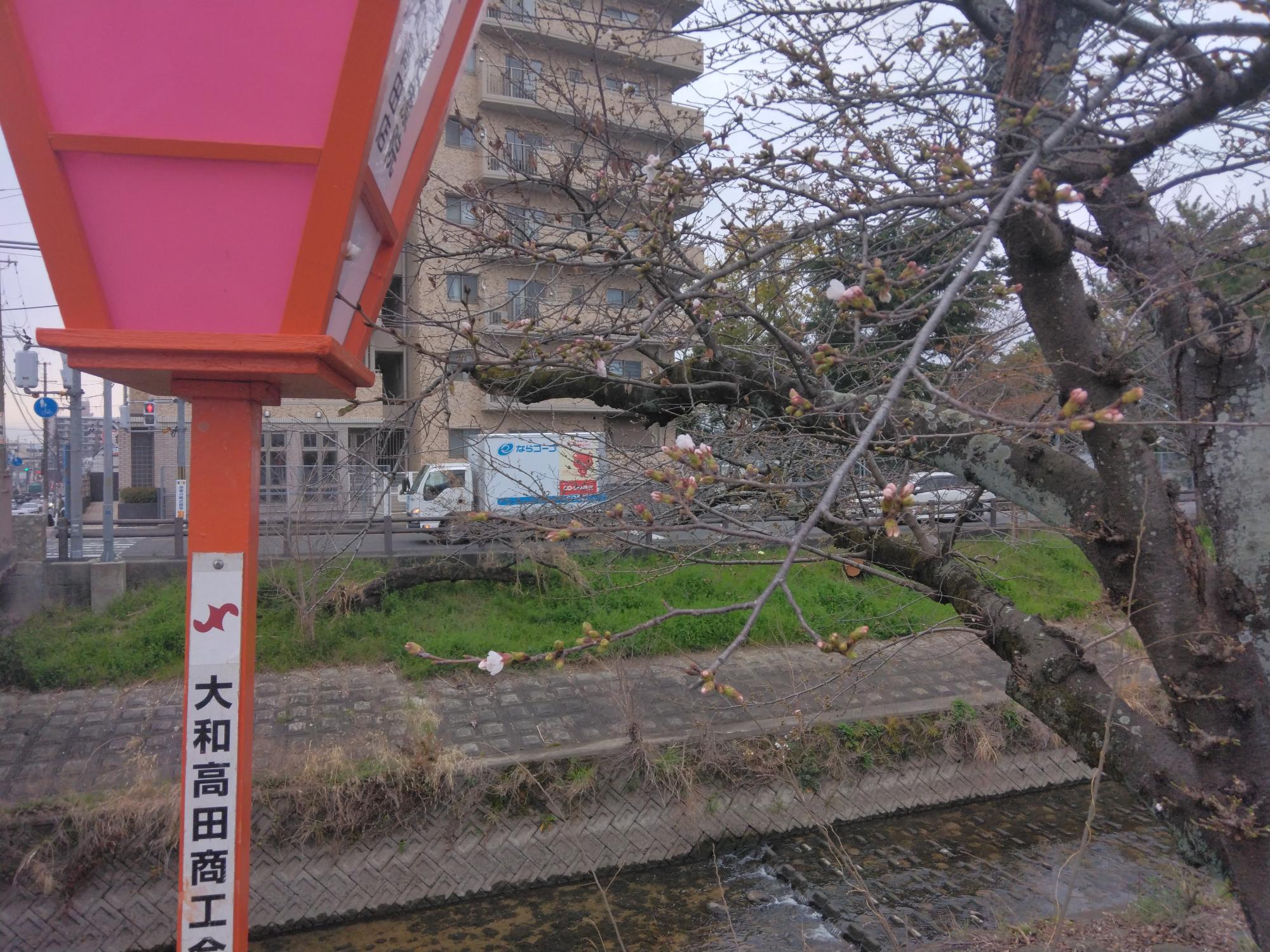 千本桜が開花しました。