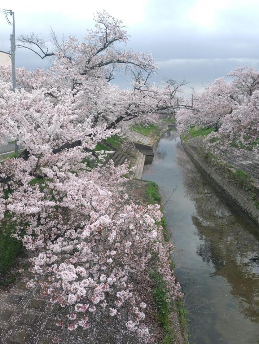 散り始めの 両岸の桜
