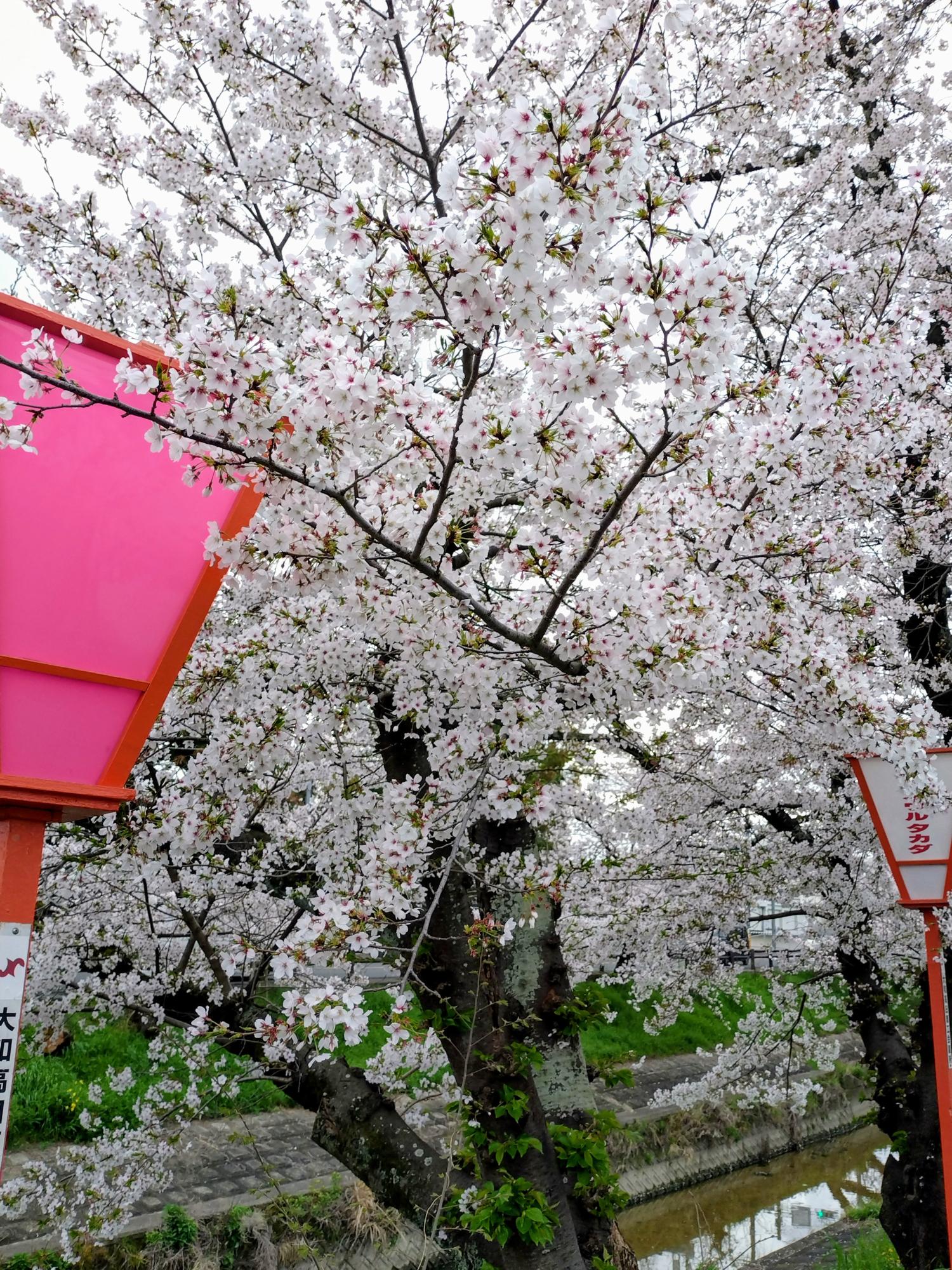 小雨が 満開の桜を潤しています