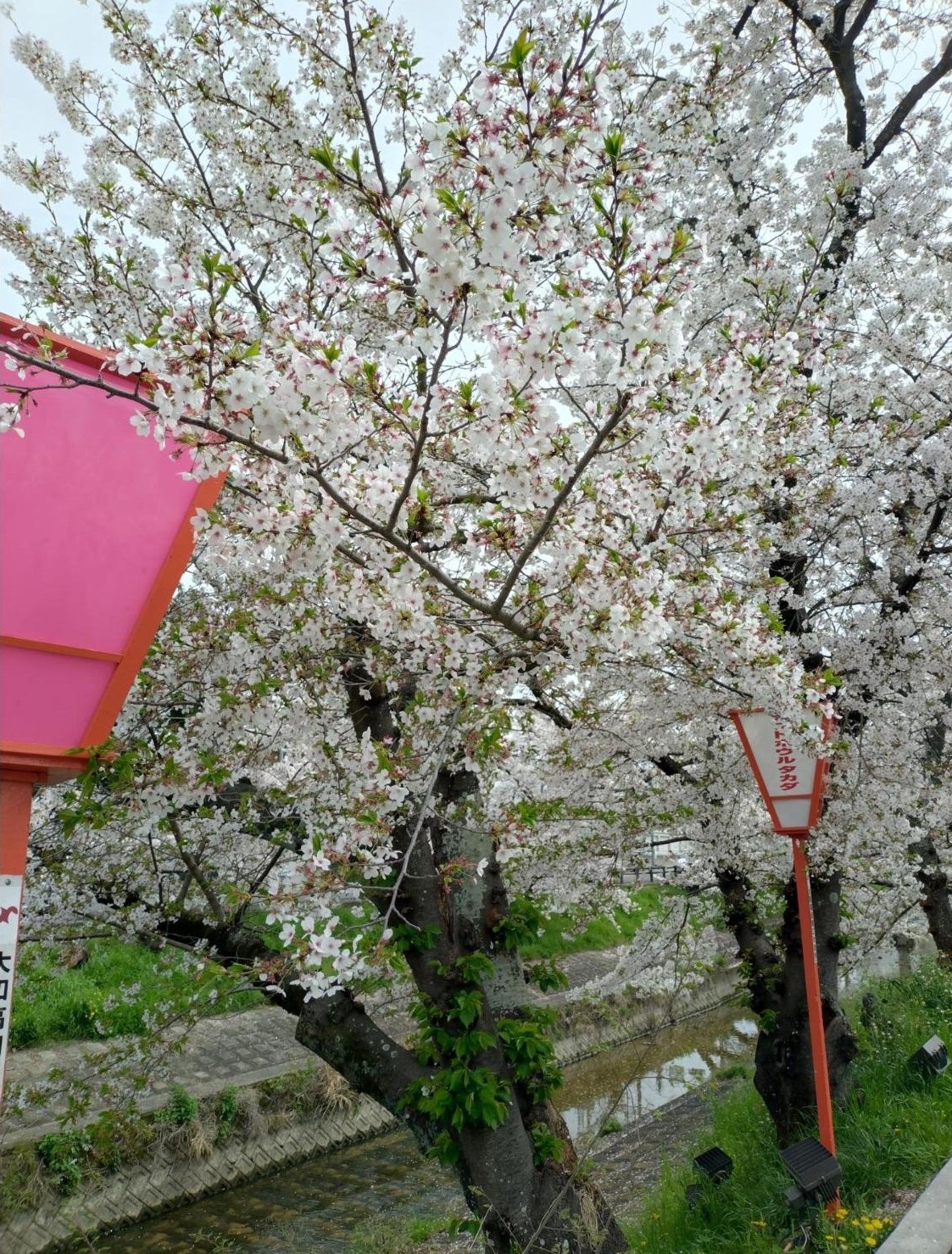 散り始めた桜
